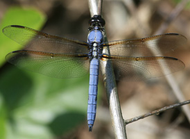 Yellow-sided Skimmer